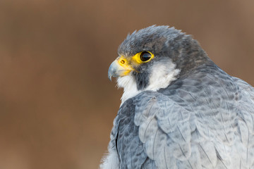 A northern peregrine falcon (Falco peregrinus calidus) close up portrait, in Catalonia, in the Ebro Delta Natural Park.