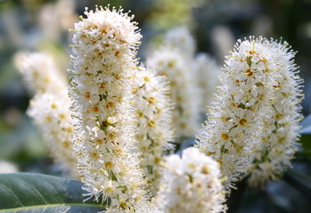 Lorbeerkirsche blühend im Licht der Sonne