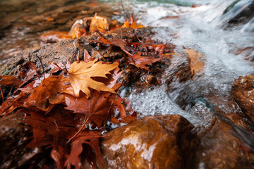 autumn leaves in the water