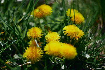 Yellow dandelions in a meadow. Selective focus.