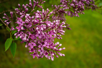 lilac flowers on a green background