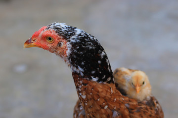 cute little chick on her mother shoulder, Cute little chicken close up, chick with hen