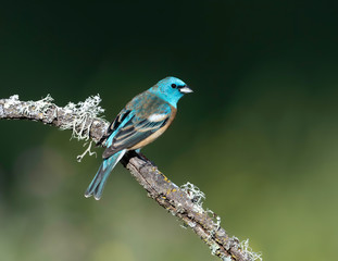 Lazuli Bunting (Passerina amoena),
