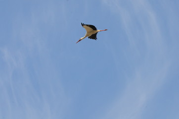 Weißstorch im Anflug auf sein Nest