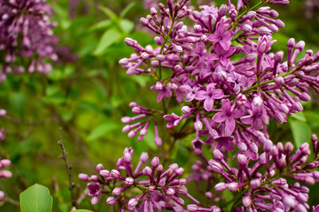 pink flowers of a lilac