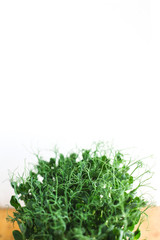 Micro peas close upon white background. Micro green superfood.