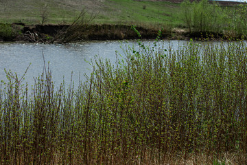 
river in the Ukrainian village, among the field and trees. Early spring green grass blue sky with blue clouds