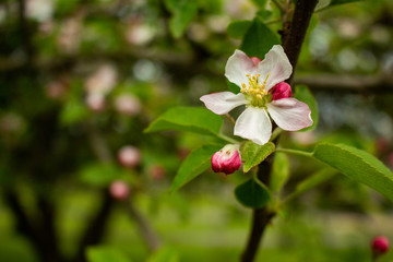 apple tree blossom
