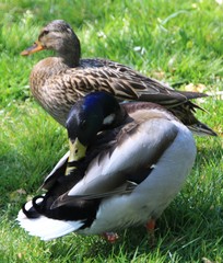 bebek