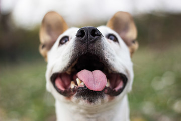 Happy Dog Portrait, springtime in the public park. Green bookeh background