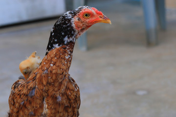 Close up head and neck of a hen, Chicken Head Close-Up