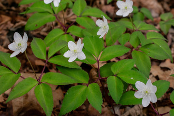 White flowers in the forest  (Anemone Trifolia)