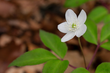 Fototapeta na wymiar White flowers in the forest (Anemone Trifolia)