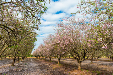 Obraz premium Blooming almond tree garden in spring morning with flower petals on the ground. 