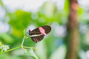 butterfly on a flower