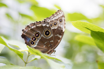 butterfly on leaf