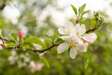 Fototapeta premium A blooming fruit tree in spring and blurred background