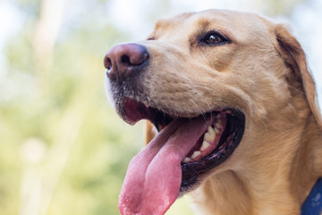 Smiling labrador dog in the city park 