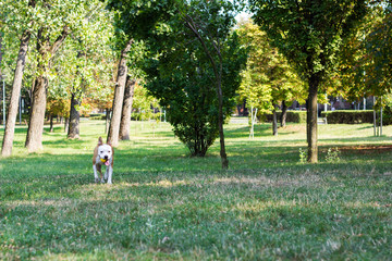 Obraz na płótnie Canvas Happy pet dog running on grass 