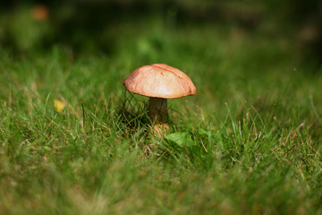 mushroom podberezovik in the grass in the forest