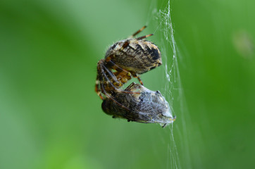 Gartenkreuzspinne