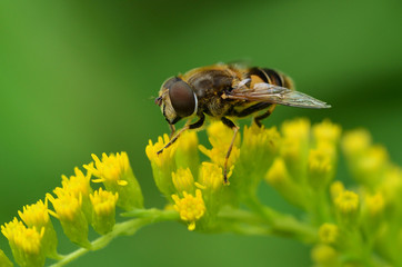 Schwebfliege