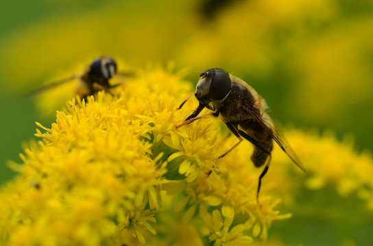 Schwebfliege (Mistbiene, Schlammbiene oder Scheinbienen-Keilfleckschwebfliege)