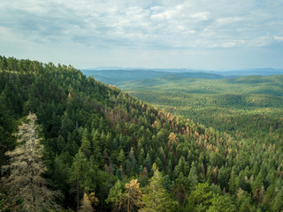 forest in the mountains