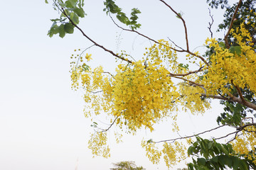 Golden shower tree or Cassia fistula on blue sky,Indian Laburnum