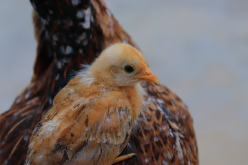 cute little chick on her mother shoulder, Cute little chicken close up, chick with hen