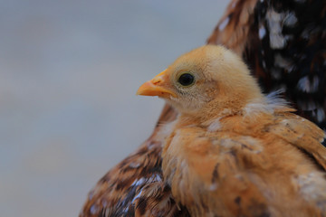 cute little chick on her mother shoulder, Cute little chicken close up, chick with hen