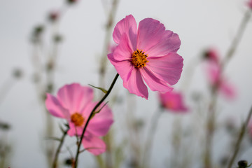 Pink Cosmos flowers on blurry background