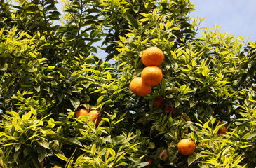 Orange tree with fruits in Barcelona, Catalonia, Spain