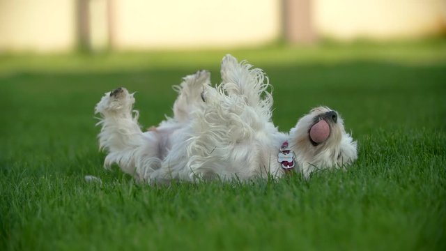 dog plays with ball on the grass, 4k