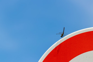 トンボと標識  © jiro