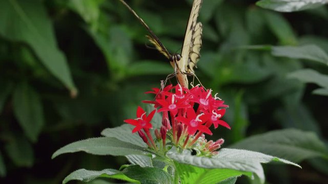 Malachite Butterfly (spiroeta stelenes) drinks nectar from red star flower