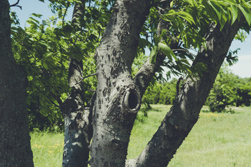 Tree trunks in the sun in Texas City Natural Park on a sunny spring day.