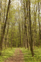 forest footpath among green trees