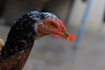 Close up head and neck of a hen, Chicken Head Close-Up