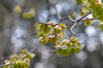 Ulmus minor or Elm trees' green seeds and blurred light in background