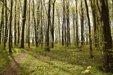 The landscape of green trees in the forest