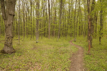 forest footpath among green trees