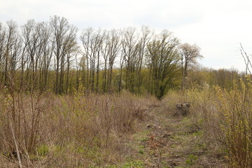 The landscape of green trees in the forest