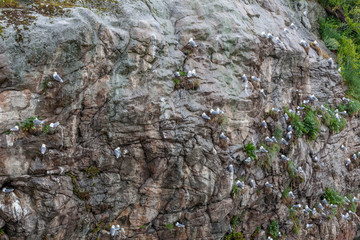 Seagull nesting in Lofoten Islands, Norway. selective focus