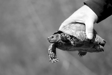 Photo of a beautiful large earth turtle