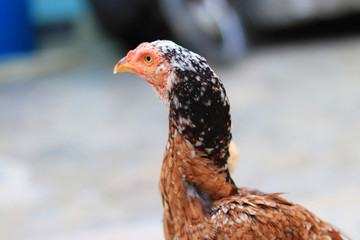 Close up head and neck of a hen, Chicken Head Close-Up