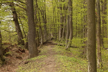 forest footpath among green trees
