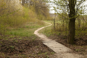 forest footpath among green trees