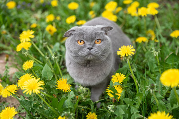 purebred gray cat walks on the street sniffs spring flowers dandelions