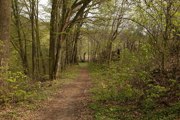 Obraz premium forest footpath among green trees